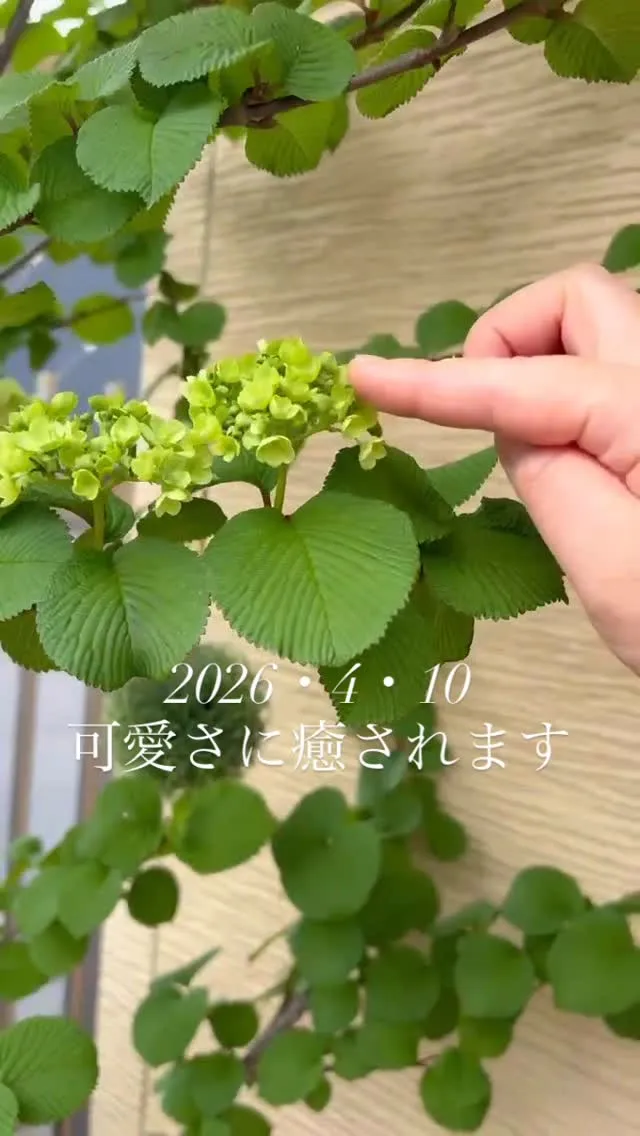 スピロで2年目となるオオデマリが